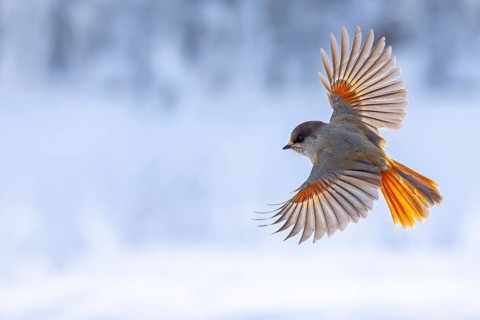 Siberian jay (Perisoreus infaustus, Corvus infaustus) in flight in snow covered taiga in winter,