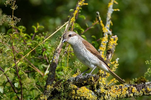 Red-backed shrike (Lanius collurio) wbl Germany