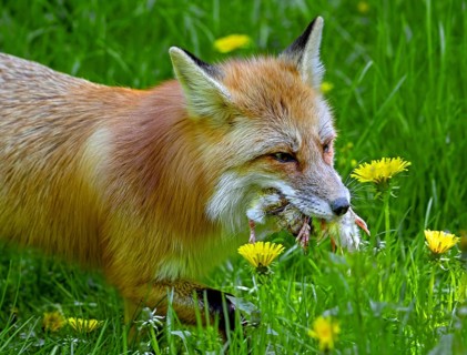 Red fox (Vulpes vulpes) running through meadow with mouthful of chicks after raiding chicken coop