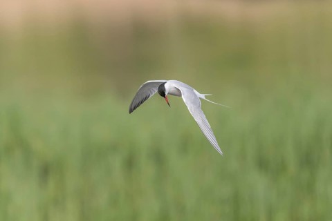 Common tern (Sterna hirundo) hovering over a marsh. Bas Rhin, Alsace, France, Europe