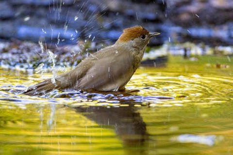 Blackcap (Sylvia atricapilla) wbl while bathing Germany