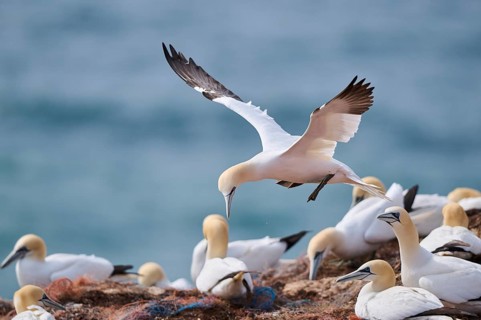 Northern gannet (Morus bassanus) over the colony on the cliffs, wildlife, Helgoland, Germany,