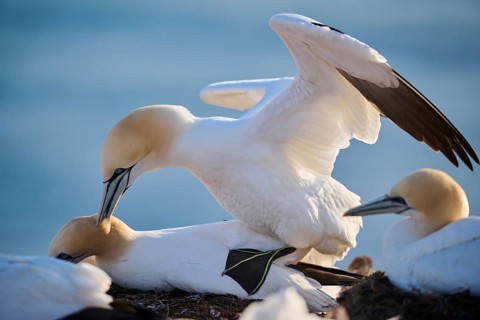 Northern gannet (Morus bassanus) couple having a love game on the cliff with the sea in the