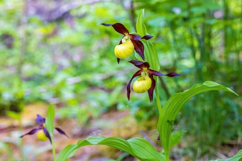 Beautiful Lady's-slipper orchid (Cypripedium calceolus) growing in a moist forest in the summer