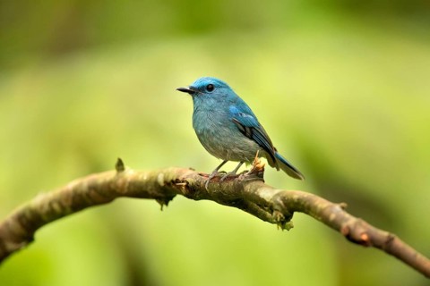 Pale Blue Flycatcher (Cyornis unicolor) male perched on a branch, Selangor, Malaysia, Asia