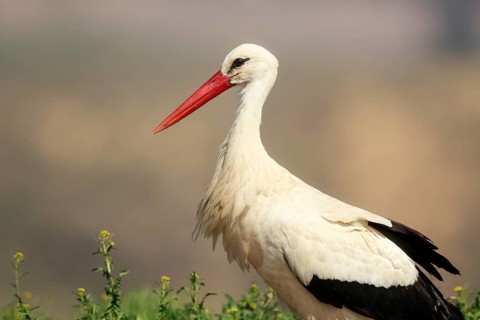 White Stork (Ciconia ciconia), Spain, Europe