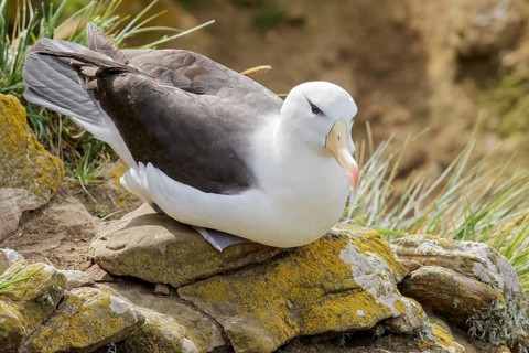 Black-browed Albatross (Thalassarche melanophris) at a nesting colony in the Falkland Islands