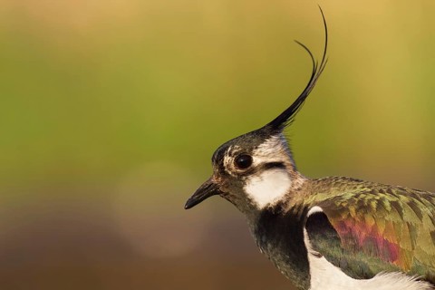 Northern Lapwing (Vanellus vanellus), Poland, Europe