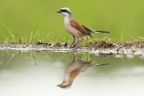 Red-backed Shrike (Lanius collurio) male, Baden-Wuerttemberg, Germany, Europe