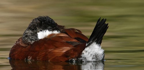 Ruddy Duck (Oxyura jamaicensis), Arizona, USA, North America