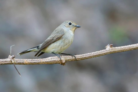 Taiga Flycatcher (Ficedula albicilla), Thailand, Asia