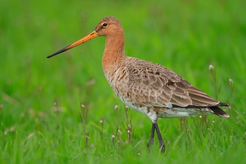 Black-tailed Godwit (Limosa limosa), Netherlands