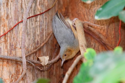 Red-faced Crombec (Sylvietta whytii), Nairobi National Park, Kenya, Africa