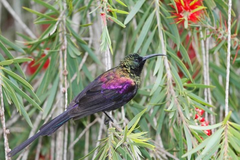 Tacazze Sunbird, Nectarinia tacazze