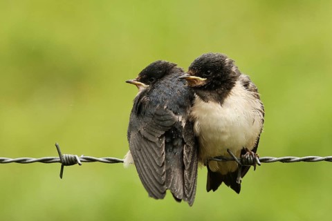 Barn Swallow (Hirundo rustica) juvenile, Lower Saxony, Germany, Europe