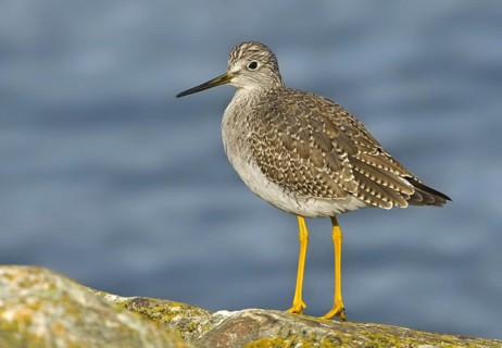Greater Yellowlegs (Tringa melanoleuca), British Columbia, Canada, North America