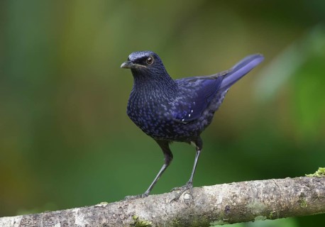 Blue Whistling Thrush (Myophonus caeruleus), Mae Wong, Thailand, Asia
