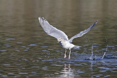 Glaucous-winged Gull (Larus glaucescens), British Columbia, Canada, North America