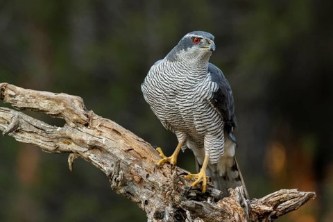 Northern Goshawk (Accipiter gentilis), adult male, Castile and Leon, Spain, Europe