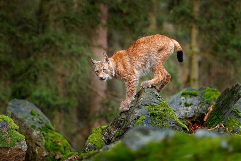 Lynx, Eurasian wild cat walking on green moss stone with green forest in background. Beautiful