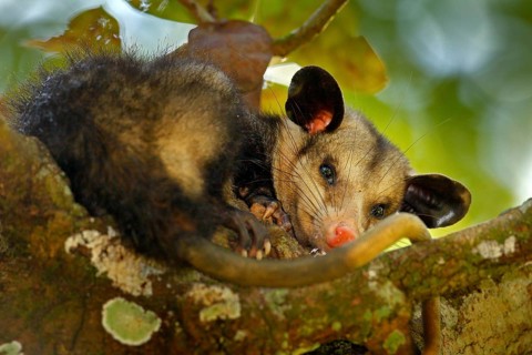 Opossum, Didelphis marsupialis, wild nature, Mexico. Wildlife animal scene from nature. Rare animal