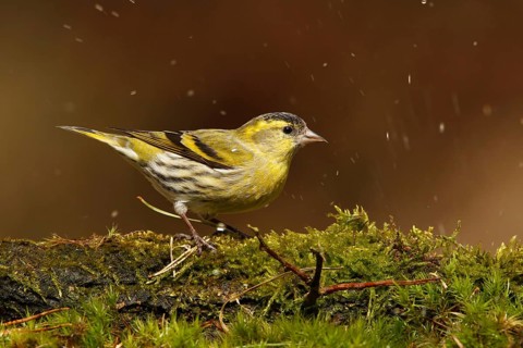 Eurasian Siskin (Spinus spinus) male, Utrecht, Netherlands