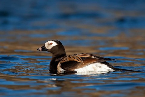Long-tailed Duck (Clangula hyemalis) male, Myvatn, Iceland, Europe