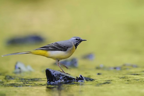 Grey Wagtail (Motacilla cinerea) male, North Rhine-Westphalia, Germany, Europe
