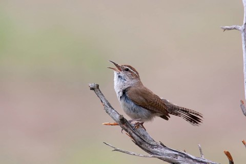 Bewick's Wren (Thryomanes bewickii) singing, Texas, USA, North America