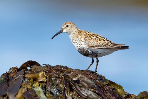 Dunlin (Calidris alpina), Iceland, Europe