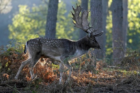 Fallow deer (Dama dama), fallow deer, forest