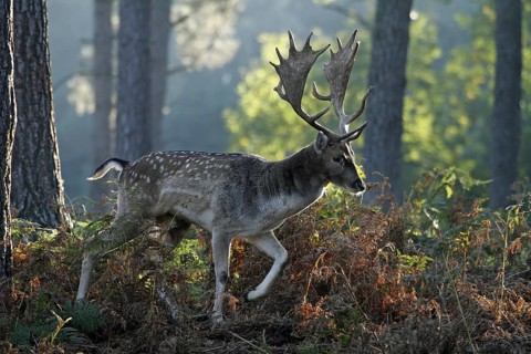 Fallow deer (Dama dama), fallow deer, forest