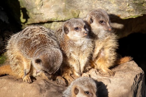 Close-up of meerkat (Suricata suricatta)