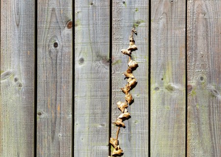 Withered brown dead ivy plant climbing up wooden fence, UK