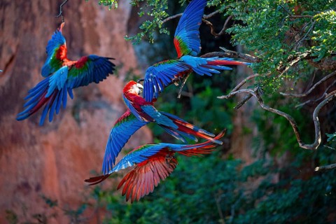 Red-and-green macaw (Ara chloropterus) Buraco das Araras Brazil