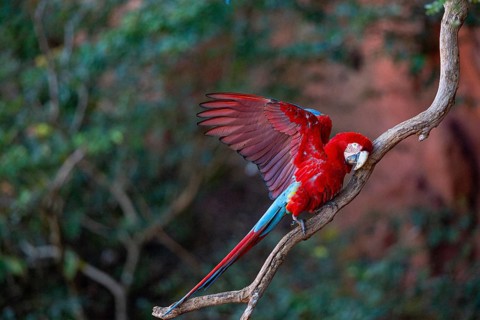 Red-and-green macaw (Ara chloropterus) Buraco das Araras Brazil