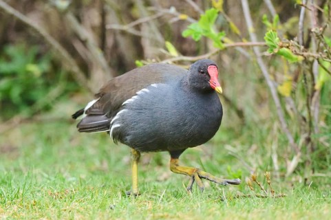 Common moorhen (Gallinula chloropus) on a meadow, Düne, Helgoland, Schleswig-Holstein, Germany,