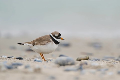 Common ringed plover (Charadrius hiaticula) on the beach, Düne, Helgoland, Schleswig-Holstein,