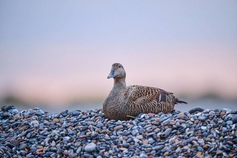 Common eider (Somateria mollissima) female on the beach at sunset, Düne, Helgoland,