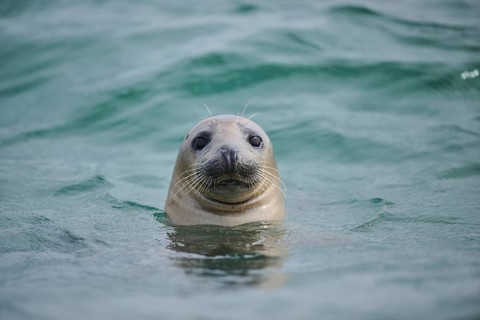 Grey seal (Halichoerus grypus) looking out of the water while swimming in the sea, Düne, Helgoland,