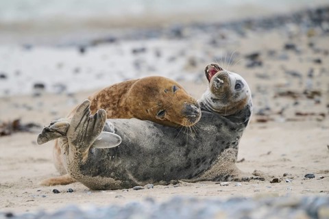 Grey seal (Halichoerus grypus) playing with each other on the beach, Düne, Helgoland,