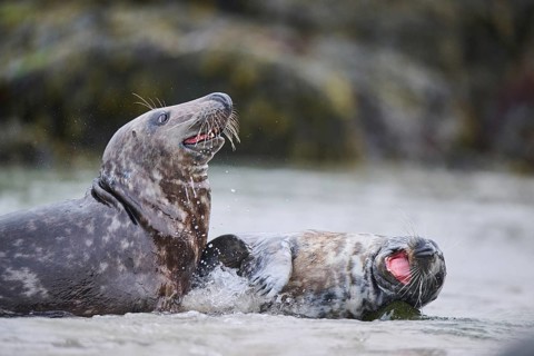 Grey seal (Halichoerus grypus) playing with each other in the water, sea, Düne, Helgoland,