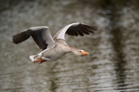 Graylag goose (Anser anser) strats flying from the water, Düne, Helgoland, Schleswig-Holstein,