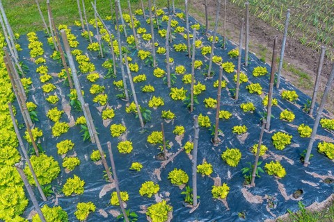 A field of green plants with yellow stems and leaves. The plants are growing in a field with a