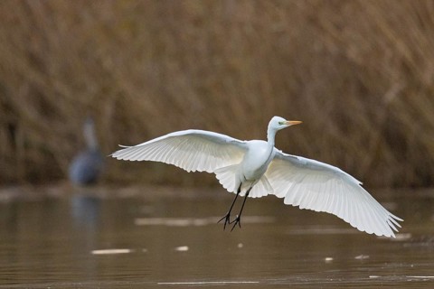 Great White Egret (Egretta alba) Germany