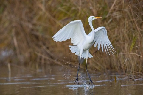 Great White Egret (Egretta alba) Germany