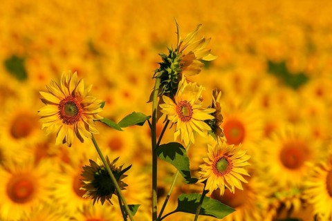 Sunflower field in Tuscany, Tuscany, Italy, Europe