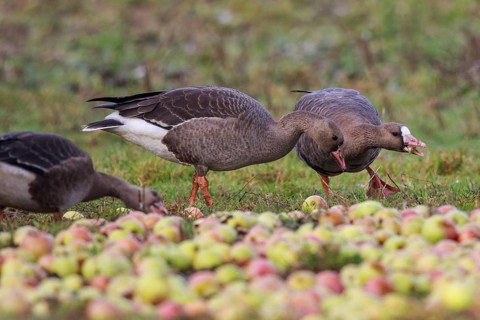 Greater White-fronted Goose (Anser albifrons) adult and juveniles feeding on apples, North