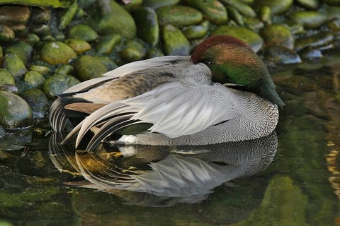 Falcated Duck (Mareca falcata) male, California, USA, North America