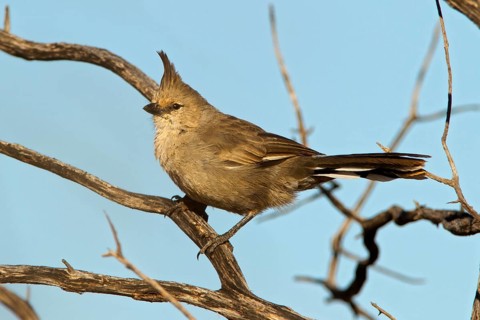 Chiming Wedgebill (Psophodes occidentalis), Western Australia, Australia, Oceania